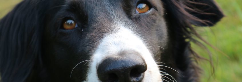 Neues aus der Wissenschaft: Hunde sind Sprachgenies
