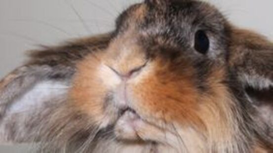 Fettleber: häufigste Lebererkrankung bei Kaninchen