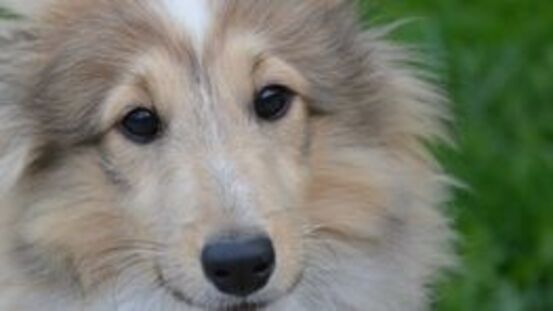Hepatitis contagiosa canis: Leberentzündung bei Hunden