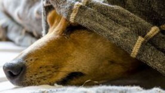 16 Ursachen für Durchfall beim Hund:  Symptome & Therapie