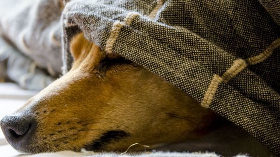 16 Ursachen für beim Hund: Symptome & Therapie - petdoctors.at