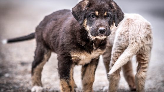 Født genopretning Sømil Ob Rechts- oder Linkswedeln ist eine Frage der Stimmung - petdoctors.at