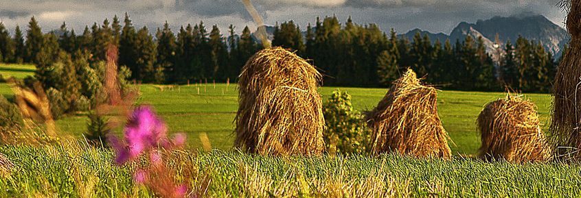 Nager gesund ernähren hilft Krankheiten vorzubeugen. [02|22]