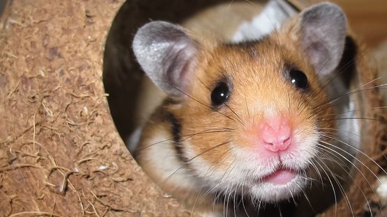Hamster kira hoffmann auf pixabay a