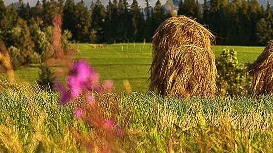 Hochwertiges Heu und frisches Wasser sind die Basis einer artgerechten Fütterung
