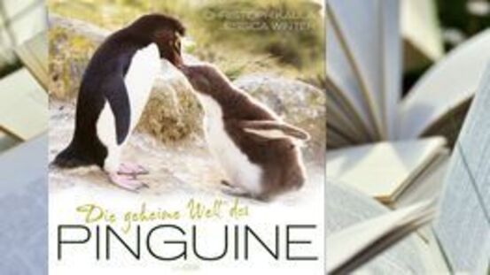 Buchtipp No128: Die geheime Welt der Pinguine