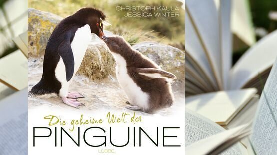 Sachbuch, Natur, Pinguine, Jessica Winter, Christoph Kaula﻿, Verlag Lübbe