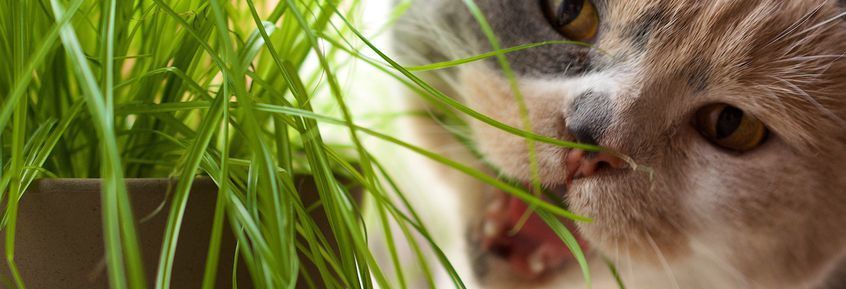 17 Ursachen für akuten und chronischen Durchfall bei Katzen 
