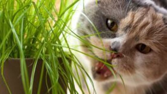 17 Ursachen für akuten und chronischen Durchfall bei Katzen 