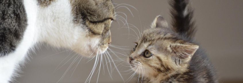 Die geheime Botschaft der Katze: ein hochgestreckter Po