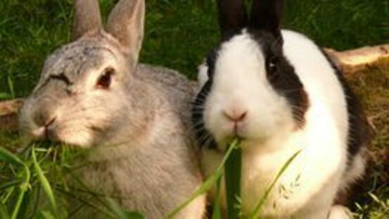 PetdoctorsWissen:  44 häufigste Krankheiten von Kaninchen