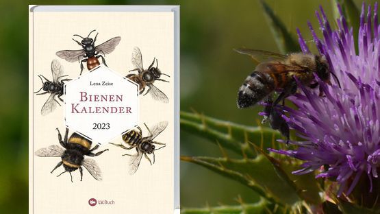 Kalender, Biene, Lena Zeise, Landwirtschaftsverlag Münster - Petdoctors [21|04|22]