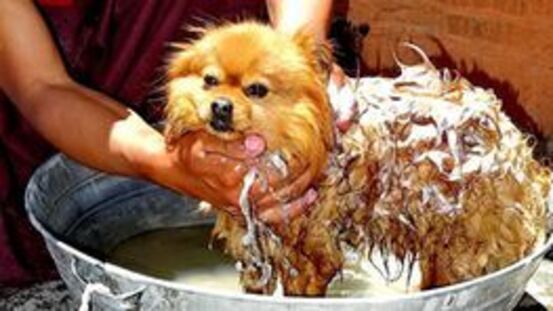 KräuterWissen: Hundeshampoo mit Heilmoor und Kräutern