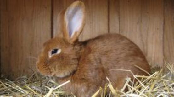 Chinaseuche bei Kaninchen: Rabbit Haemorrhagic Disease (RHD)