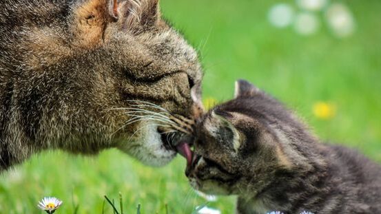 Geschwollene Milchdrüsen: Fibroadenomatose bei der Katze