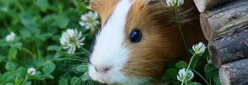 Urlaubsplanung mit Kaninchen, Meerschweinchen & CO ]06|21]