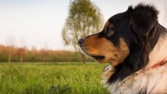 Hunde spüren Wetterwechsel wie wir und warnen vor Gewittern