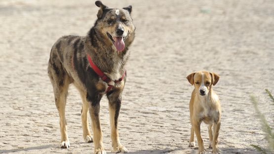 Verhalten, Forschung, Lernen, Hunderudel, Straßenhunde, VetMed Wien - Petdoctors [11|06|22]