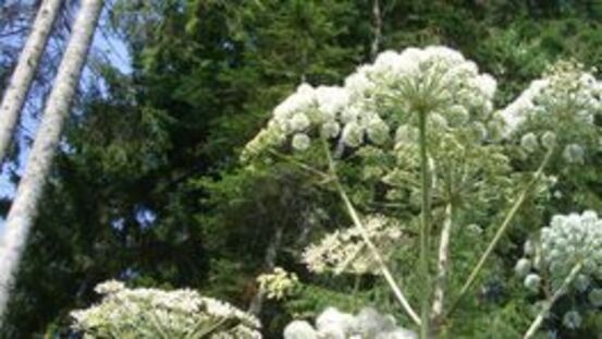 Pflanzliche Invasoren verursachen Allergien & Vergiftungen