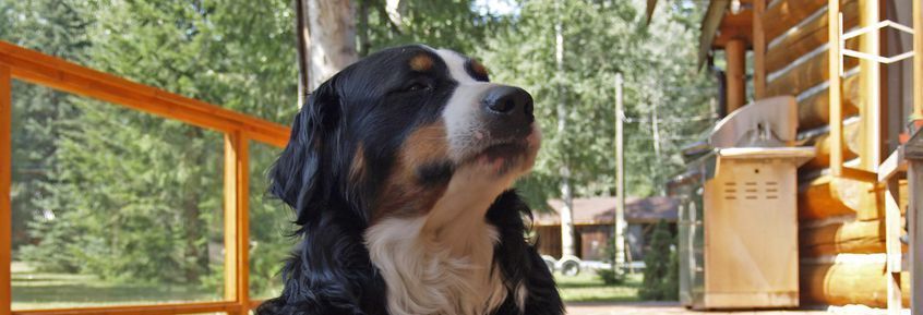 Clever Dog Lab: Überimitation bei Hunden erstmals bestätigt