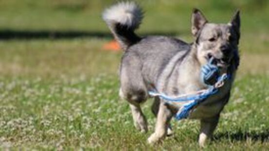 Västgötaspets: schwedischer Vallhund, Westgotenspitz 