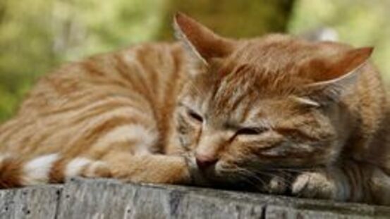 CNI: Niereninsuffizienz  häufigste Erkrankung Katzensenioren