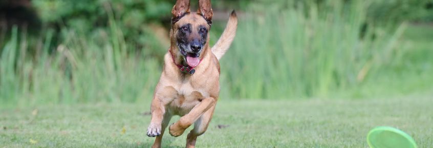 Bestimmungen für Listenhunde in der Schweiz [02|07]