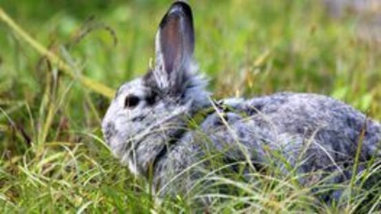 10 Anzeichen für Hitzschlag: bei Kaninchen schon ab 24°C
