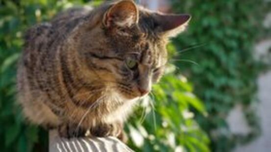 Balkon und Terrasse zum Paradies für die Katze machen