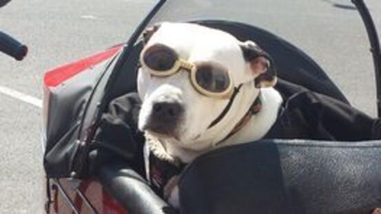 Funktional & stylish: Sonnenbrillen für Hunde