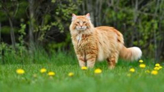 Allergien: Hyposensibilisierung hilft der Katze