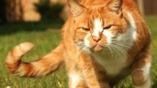 10 Gründe für Futterverweigerung: warum Katzen mäkelig sind