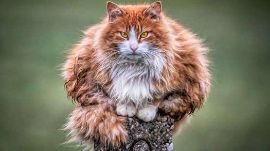 Weltkatzentag, 8. August, Statistik, Verhalten,  Wellness - Petdoctors [08|08|22]