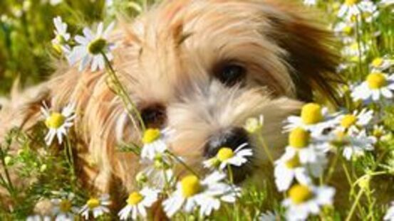 Immuntherapie bei Allergie für Hunde: Hyposensibilisierung 