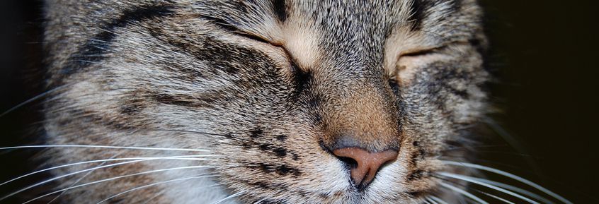 Gestörte Darmbarriere: Leaky Gut Syndrom der Katze 