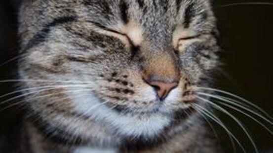 Gestörte Darmbarriere: Leaky Gut Syndrom der Katze 