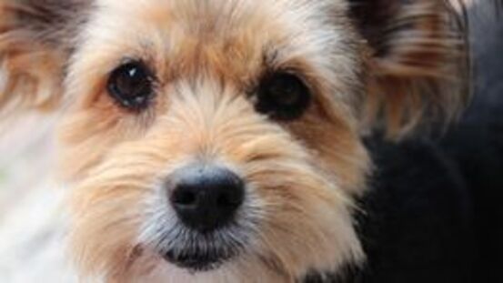 Japanische Studie: Können Hunde vor Freude weinen?