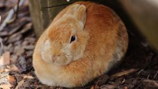 Hormonstoffwechsel & Nestbau: Scheinträchtigkeit Kaninchen