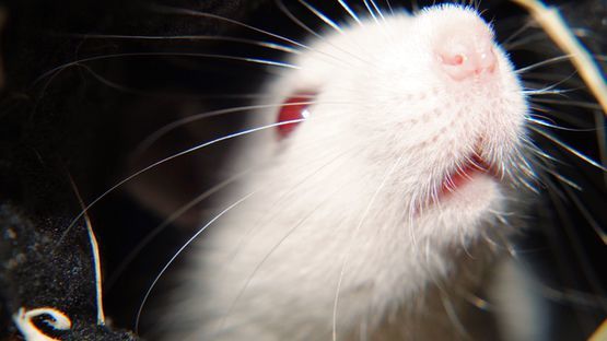 Tierversuche, Mäuse, Ratten, Kaninchen, Primaten, Medizin, Kosmetika - Petdoctors [06|09|22]