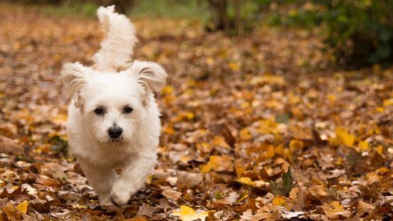 Advertorial: Fressnapf Reisen: Wandern mit Hund
