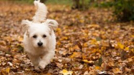 Ein Wanderurlaub mit Hund ist einfach großartig!