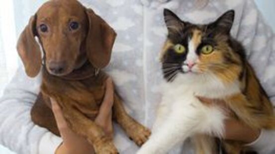 Tumorerkrankungen Hund & Katze: metronomische Chemotherapie