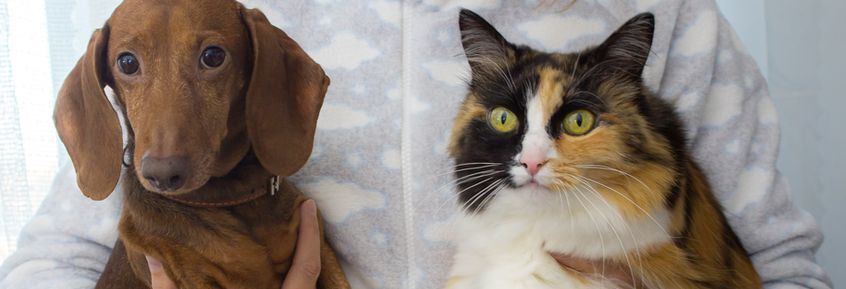Tumorerkrankungen Hund & Katze: metronomische Chemotherapie