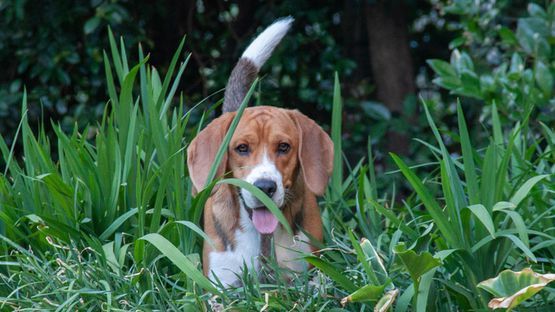 Krampfanfälle: primäre und sekundäre Epilepsie beim Hund -