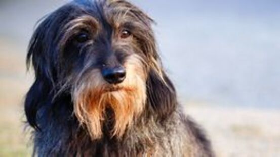 Furnishing beim Hund: buschige Augenbrauen & langer Bart