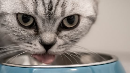 Was Katzen keinesfalls fressen sollten: z.B. Getreide, Zucker, Schokolade, Hülsenfrüchte, Avocados ...