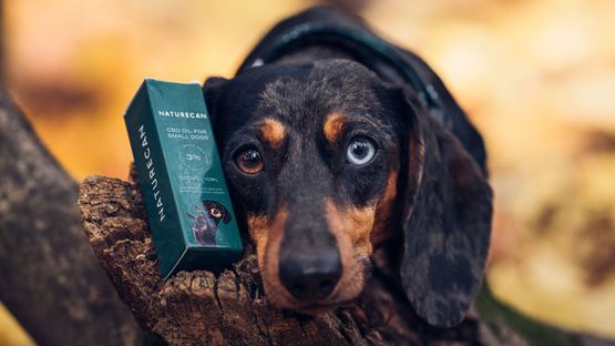 Cbd Öl für hunde naturecan a