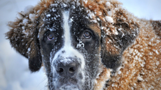 10 Anzeichen für eine Mandelentzündung beim Hund 