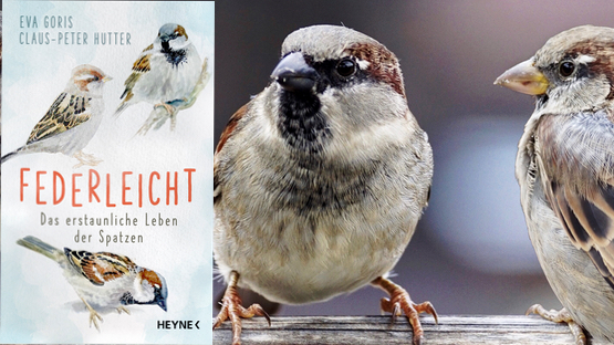 Buchtipp no184 federleicht a