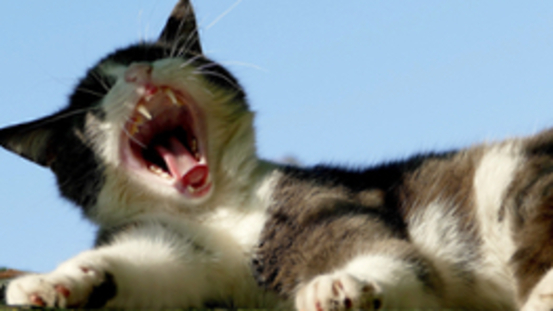 Der Katzenmund: orientieren, halten, trinken, schmecken